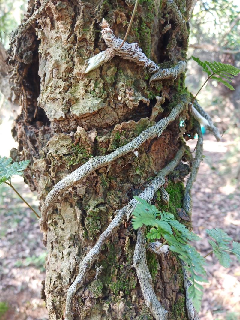 野生白毛蛇