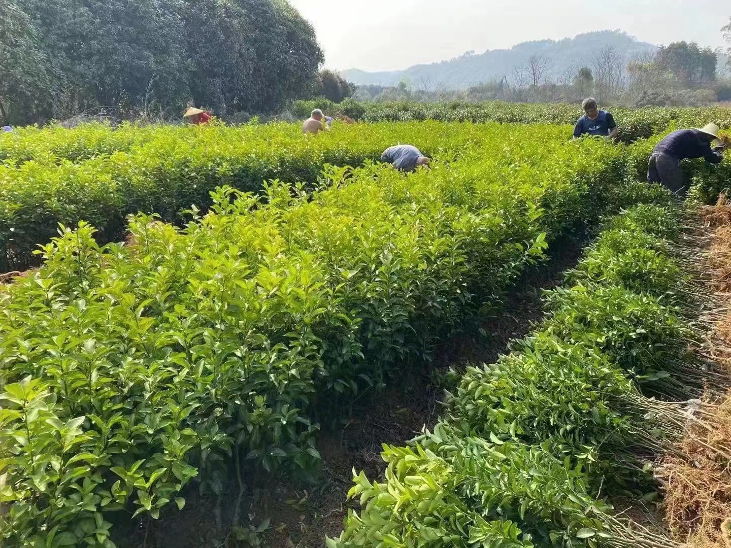 健康脱毒沙糖桔幼苗,用于高产种植 沙糖桔幼苗