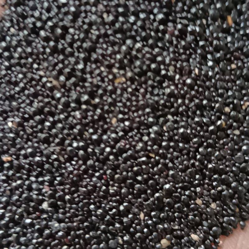 青葙子青葙子康辰药业批发各种中药材量大从优