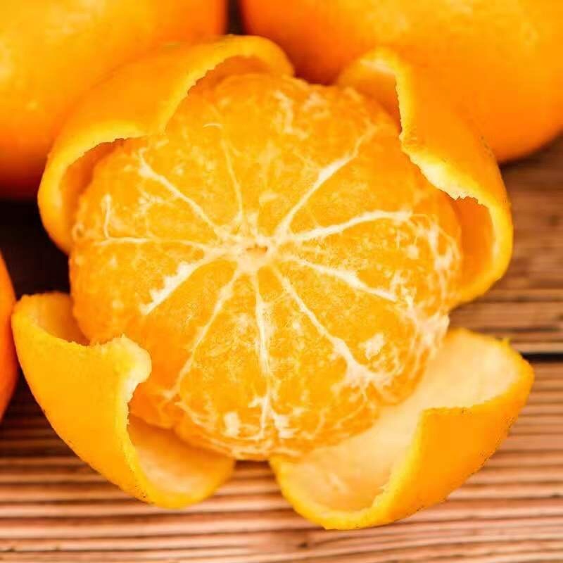 广西沃柑现摘批发酸甜多汁
