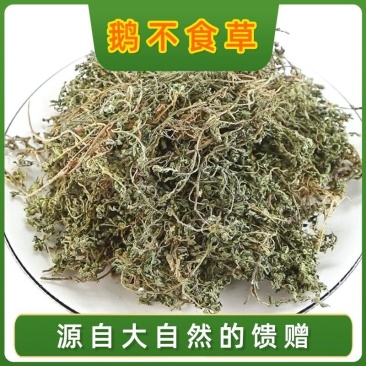 中药材鹅不食草野生新鲜干货5食胡荽鹅不食鹅