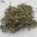 中药材鹅不食草野生新鲜干货5食胡荽鹅不食鹅