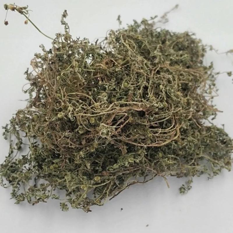 中药材鹅不食草野生新鲜干货5食胡荽鹅不食鹅