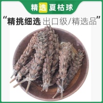 夏枯草中药材白毛夏枯球茶夏姑草夏菇野生夏谷夏