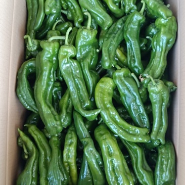 精品泡椒，现在正是攀枝花市米易县泡椒大量现货的时候