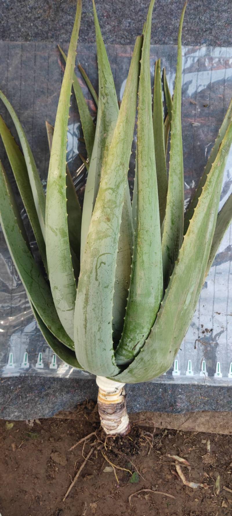美国库拉索芦荟美容院芦荟灌肤专用盆栽食用新鲜芦荟植物吸