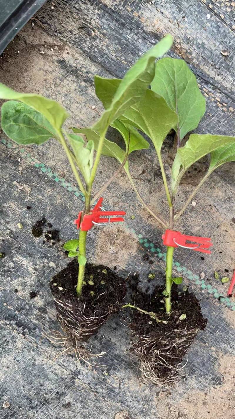 烧烤茄嫁接烧烤茄苗根系发达抗病易成活