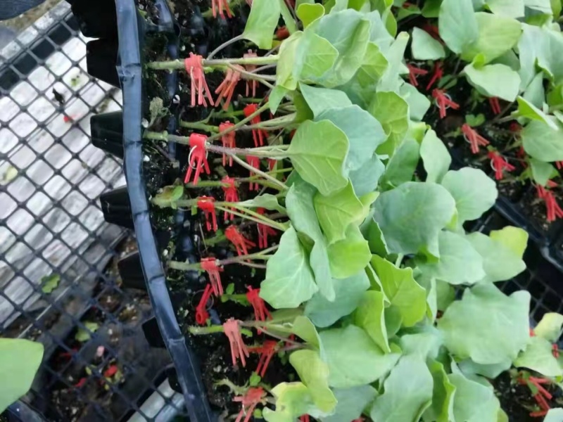 烧烤茄嫁接烧烤茄苗根系发达抗病易成活