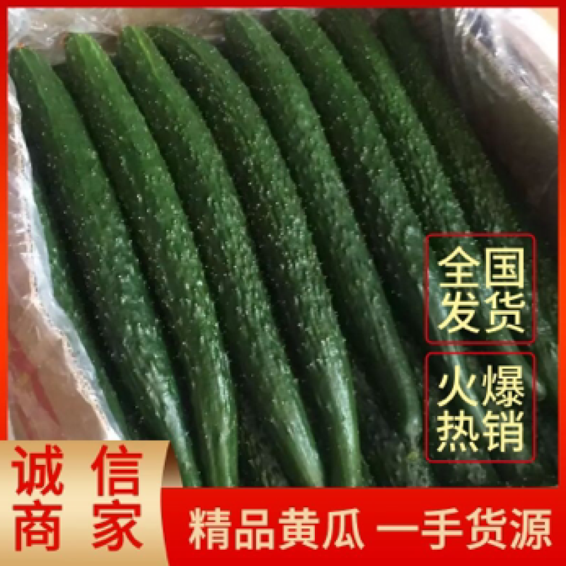 【推荐】河北唐山乐亭县黑黄瓜大量有货欢迎选购