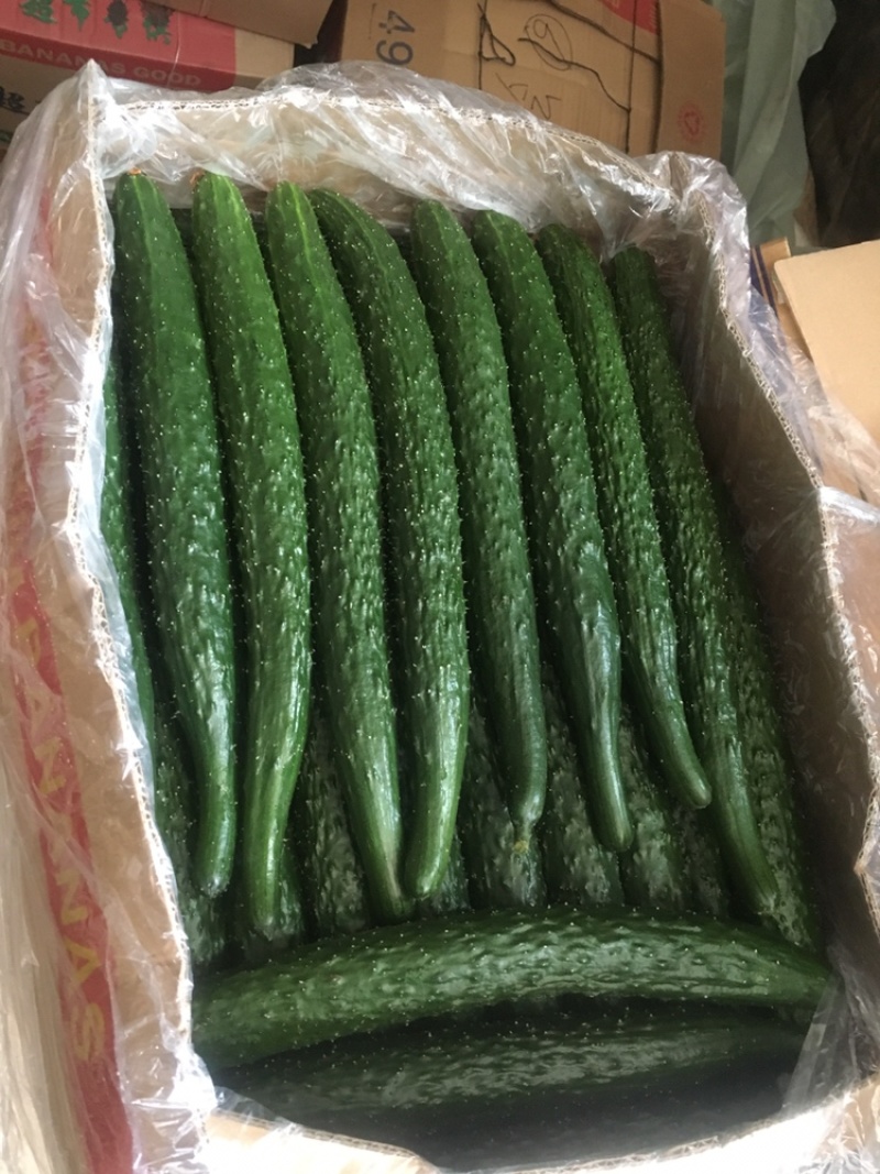 【推荐】河北唐山乐亭县黑黄瓜大量有货欢迎选购
