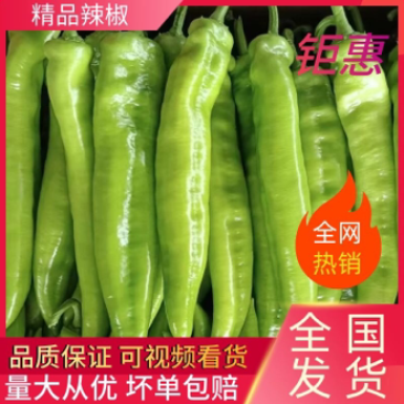 【推荐】河北唐山乐亭县尖椒大量上市欢迎选购