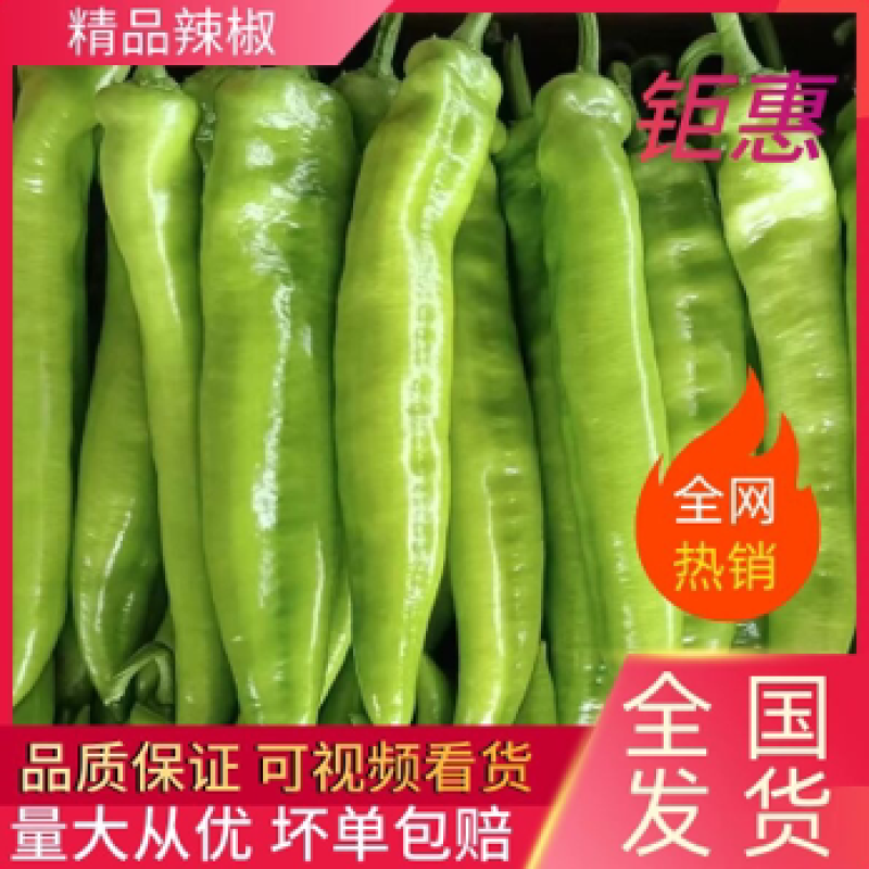 【推荐】河北唐山乐亭县尖椒大量上市欢迎选购