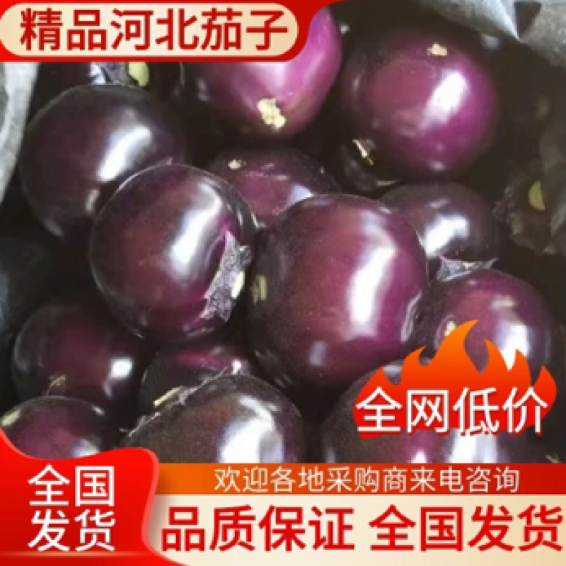 【推荐】河北唐山乐亭县大红袍圆茄大量上市