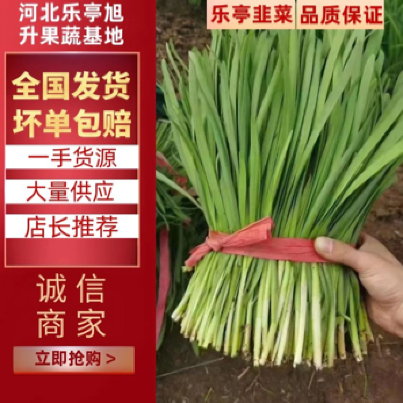 【推荐】韭菜河北唐山乐亭县大叶韭菜种植基地直销