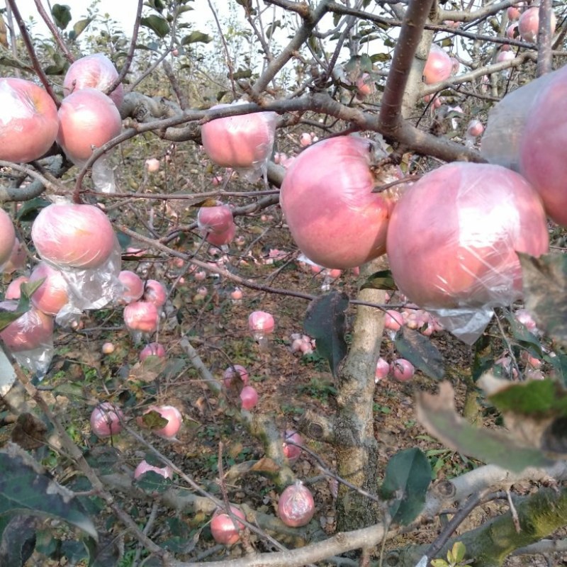 红富士苹果