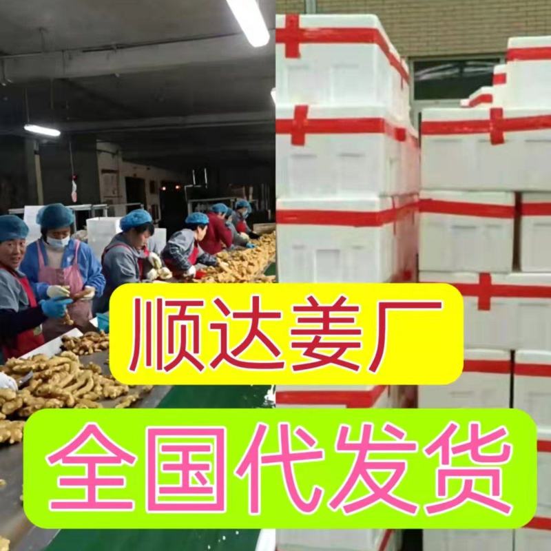 生姜大黄姜自家姜厂**《电商姜市场姜商超》坏姜包赔