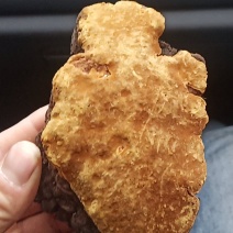 来自大山里面。天然野生桑黄！有很好的药用价值。