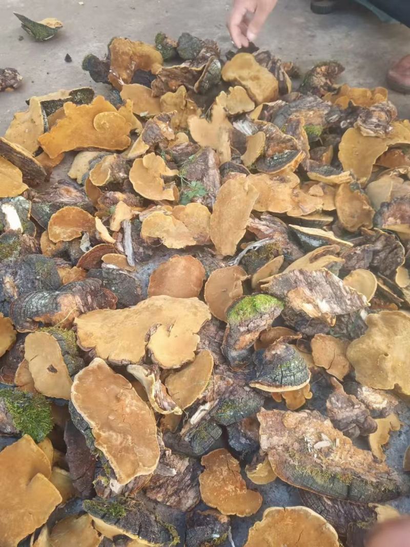 来自大山里面。天然野生桑黄！有很好的药用价值。