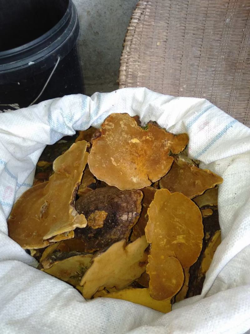 来自大山里面。天然野生桑黄！有很好的药用价值。