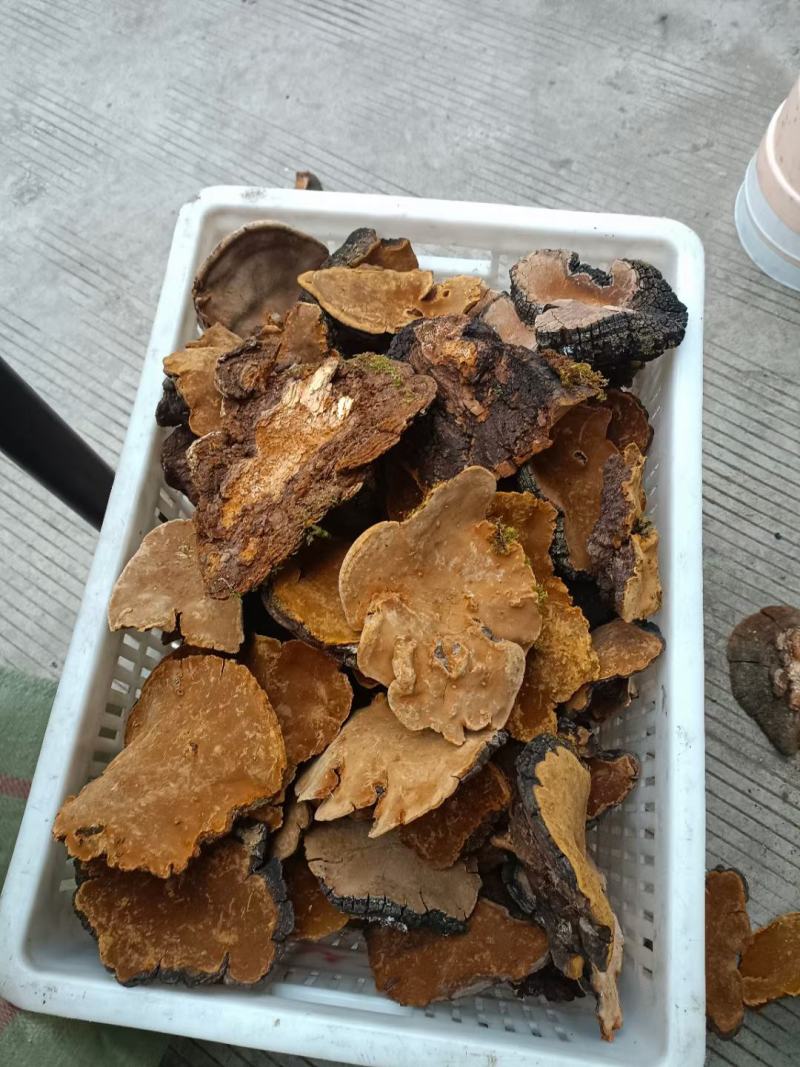 来自大山里面。天然野生桑黄！有很好的药用价值。