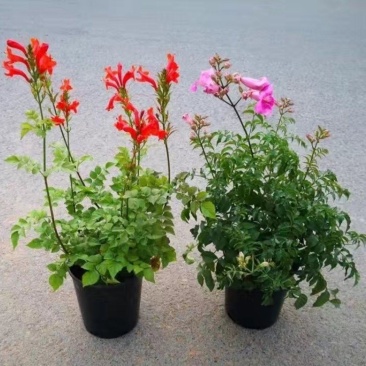 凌霄花苗盆栽爬藤植物攀爬树桩俄罗斯炮仗庭院阳台四季开花卉