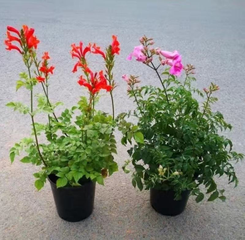 凌霄花苗盆栽爬藤植物攀爬树桩俄罗斯炮仗庭院阳台四季开花卉