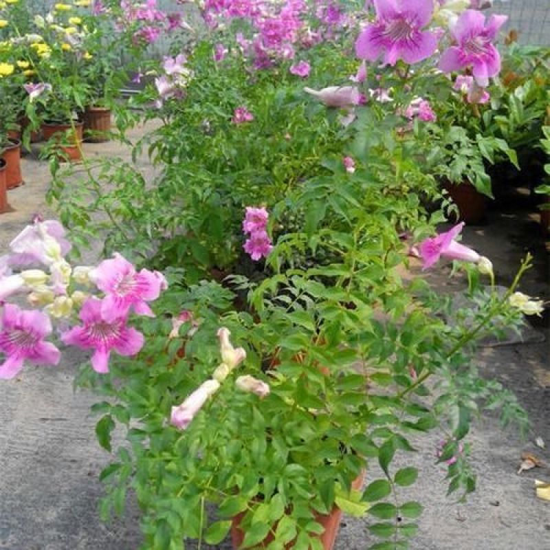 凌霄花苗盆栽爬藤植物攀爬树桩俄罗斯炮仗庭院阳台四季开花卉