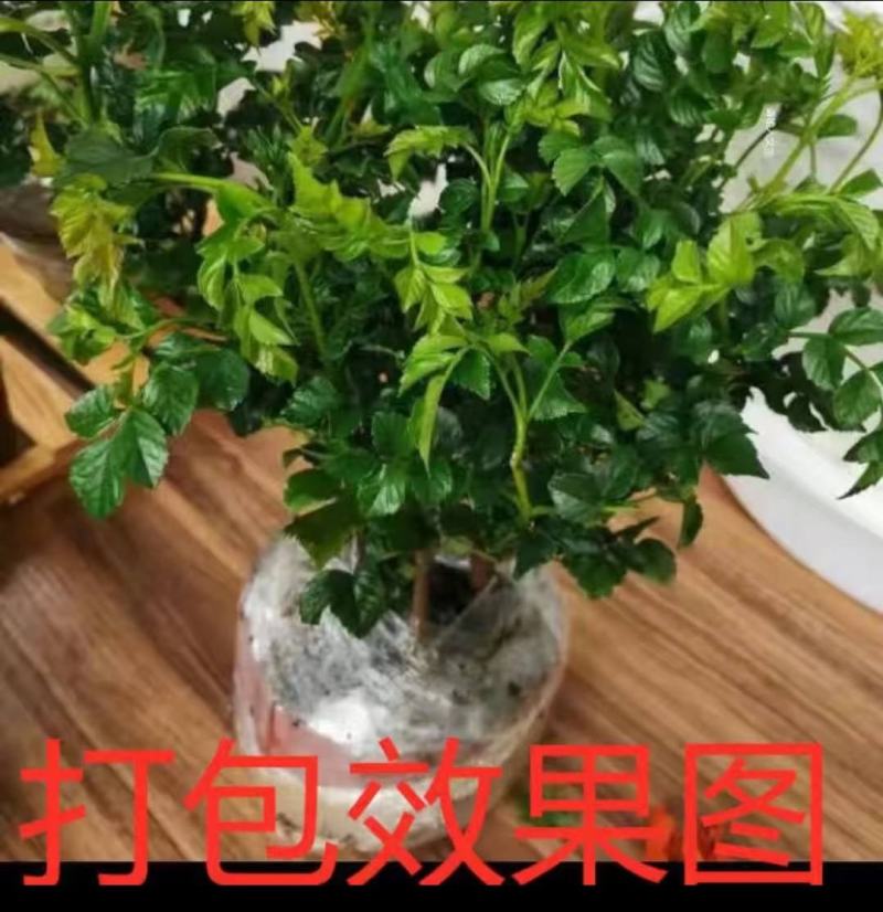 凌霄花苗盆栽爬藤植物攀爬树桩俄罗斯炮仗庭院阳台四季开花卉