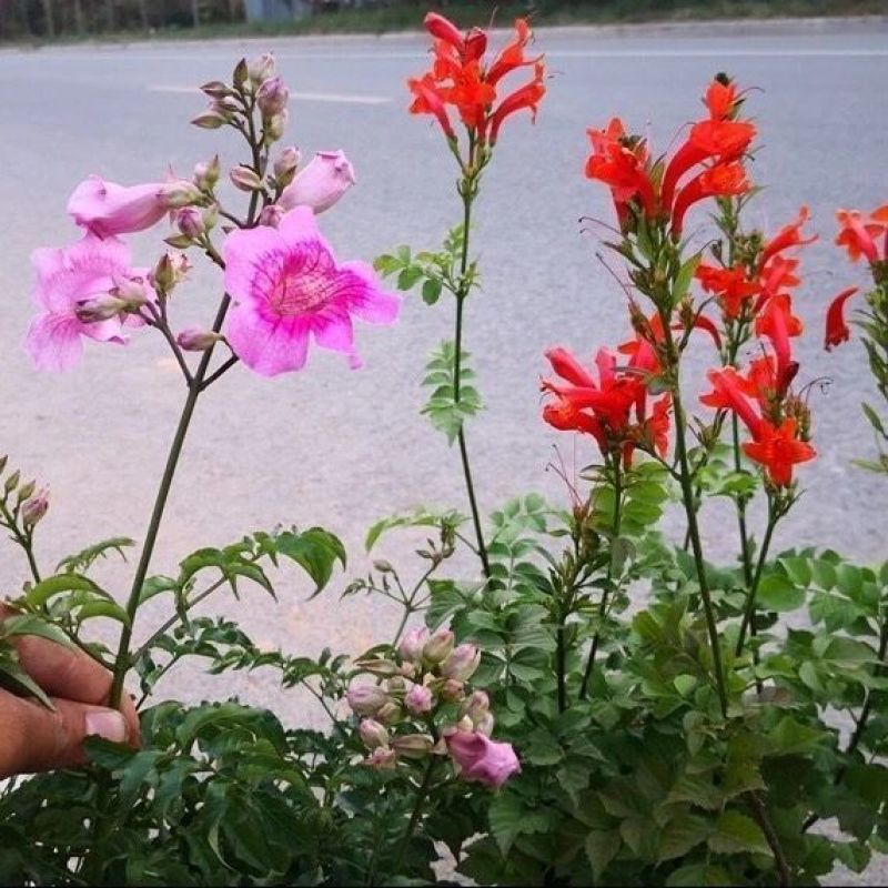 凌霄花苗盆栽爬藤植物攀爬树桩俄罗斯炮仗庭院阳台四季开花卉