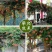 凌霄花苗盆栽爬藤植物攀爬树桩俄罗斯炮仗庭院阳台四季开花卉