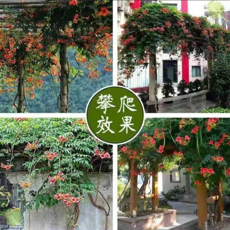 凌霄花苗盆栽爬藤植物攀爬树桩俄罗斯炮仗庭院阳台四季开花卉
