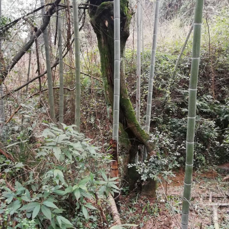 柞树