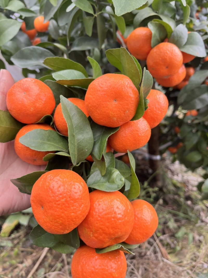 荔浦砂糖橘精品中等次
