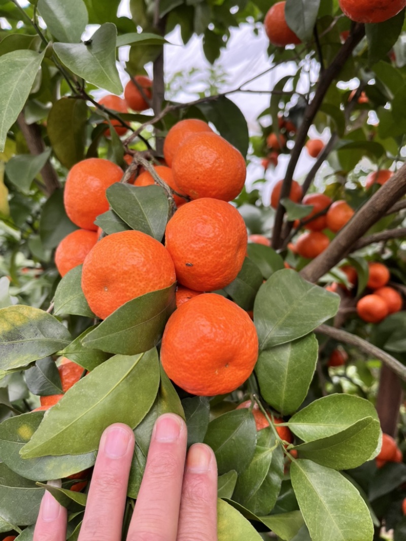 荔浦砂糖橘精品中等次