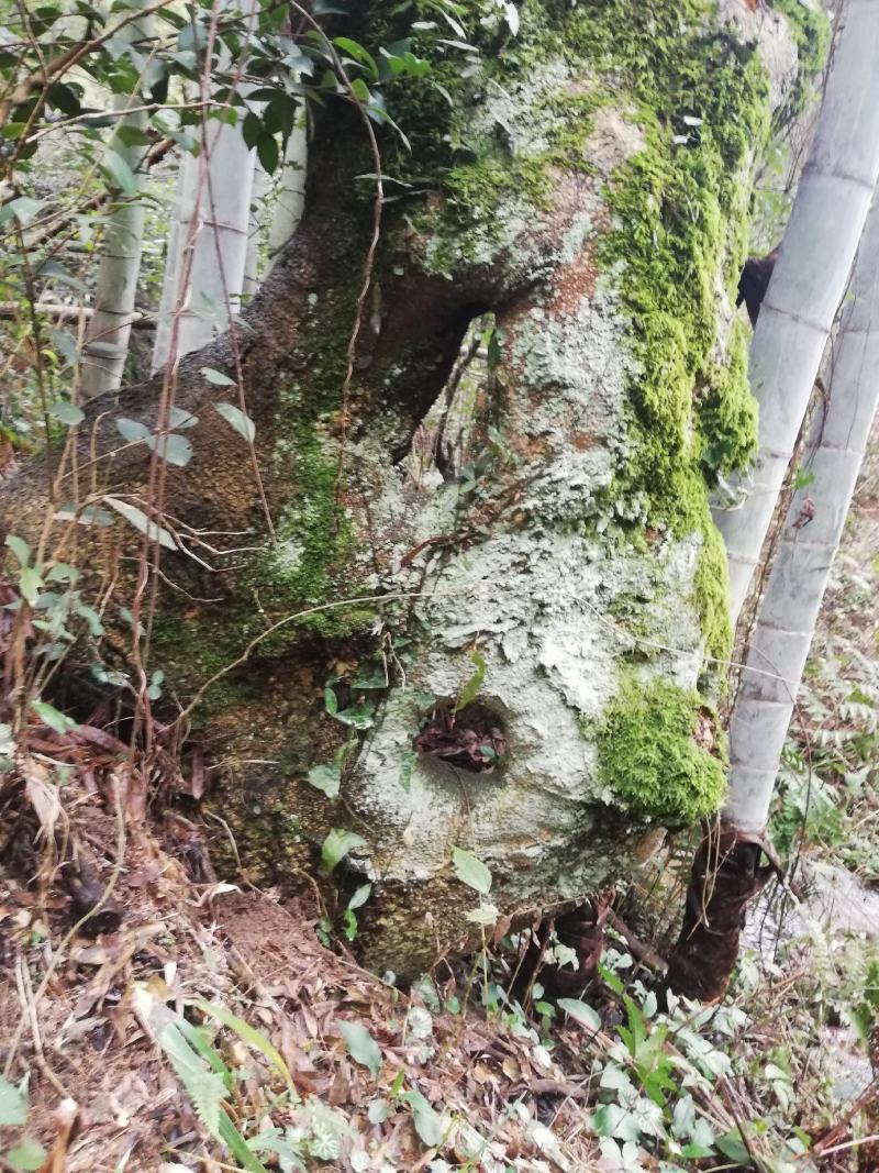 柞树
