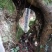 柞树