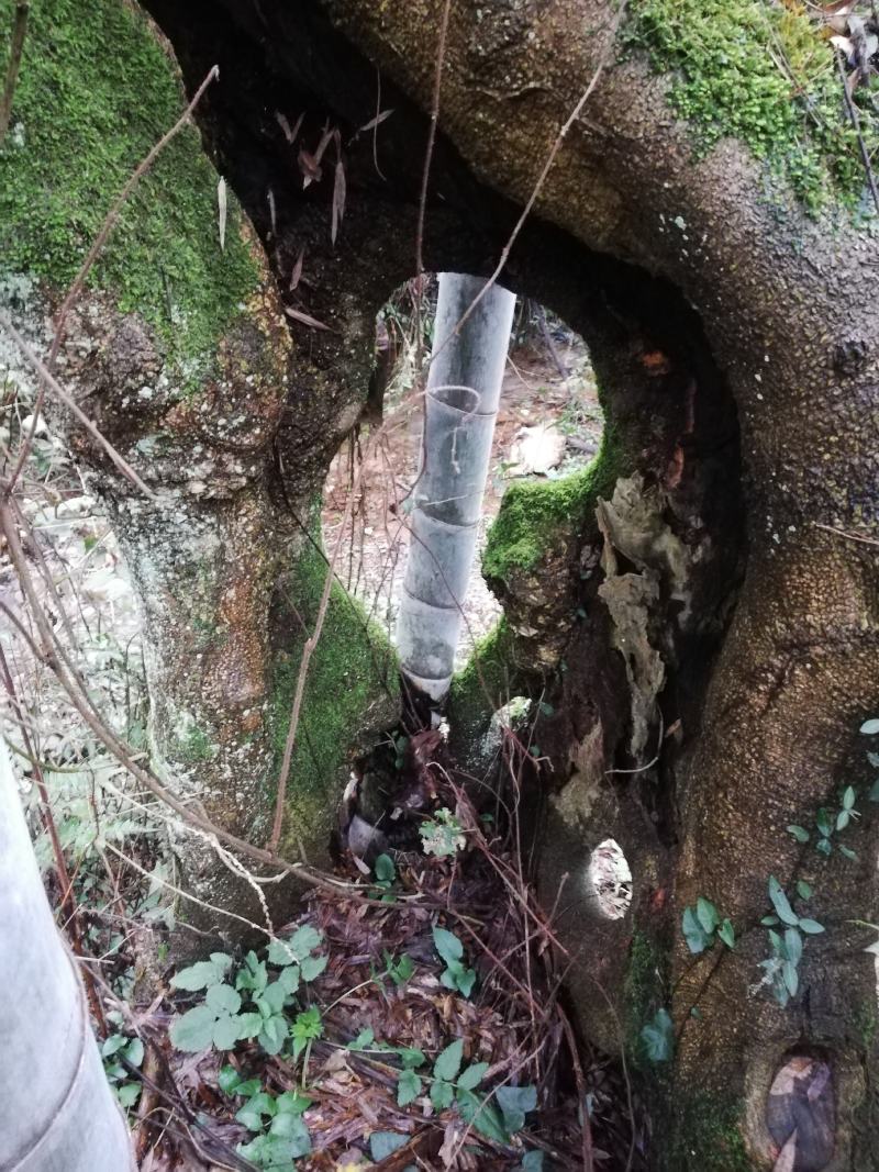 柞树