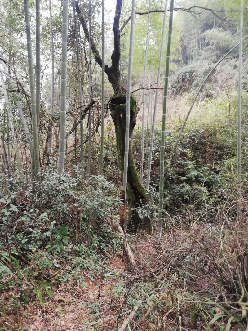 柞树