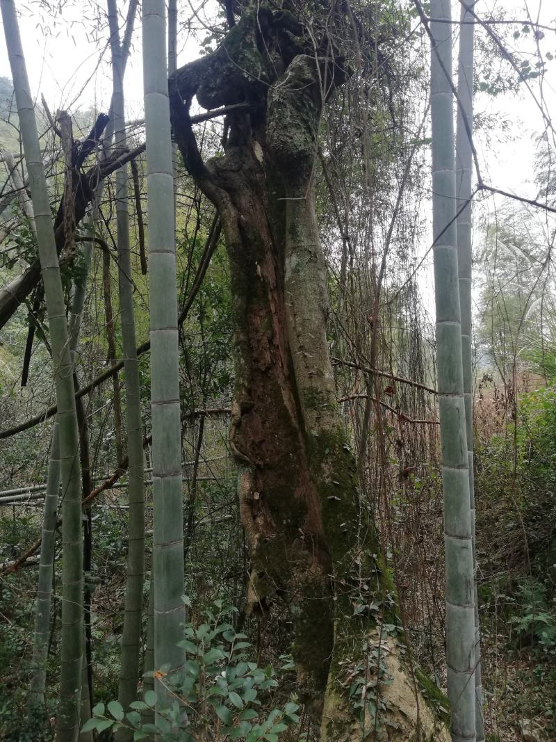 柞树