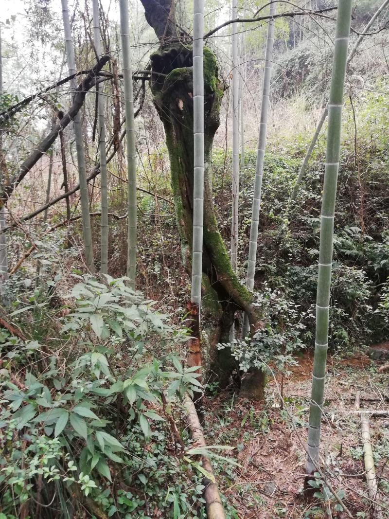 柞树