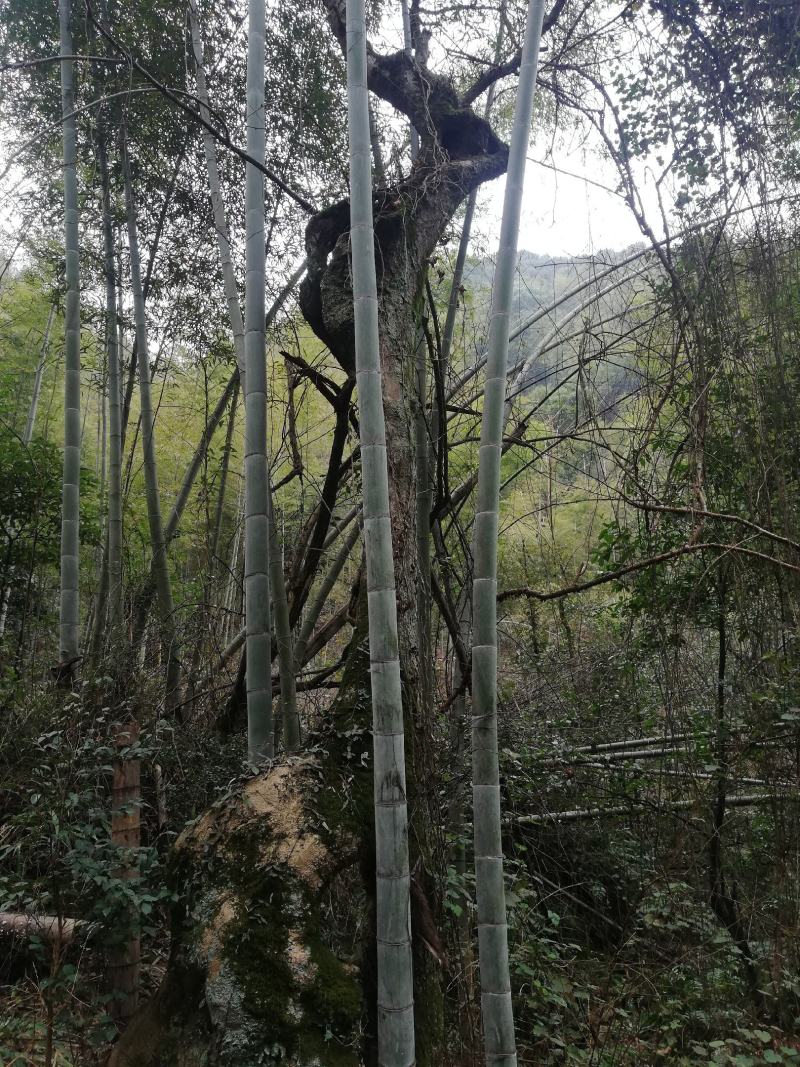 柞树