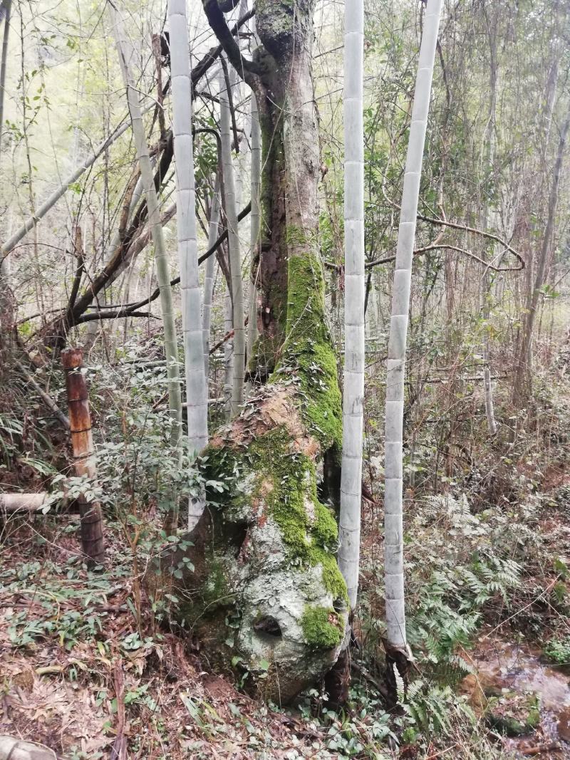 柞树