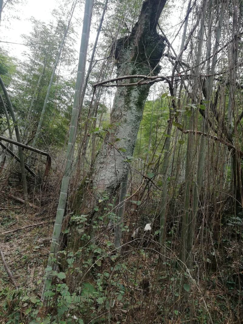 柞树