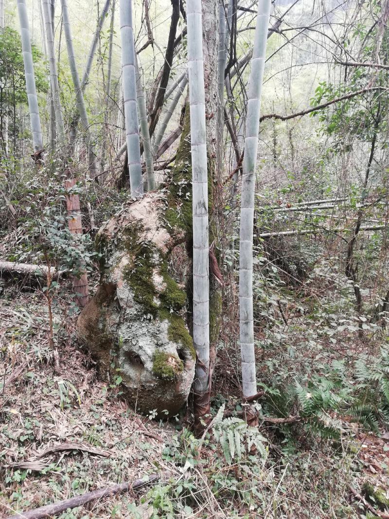柞树