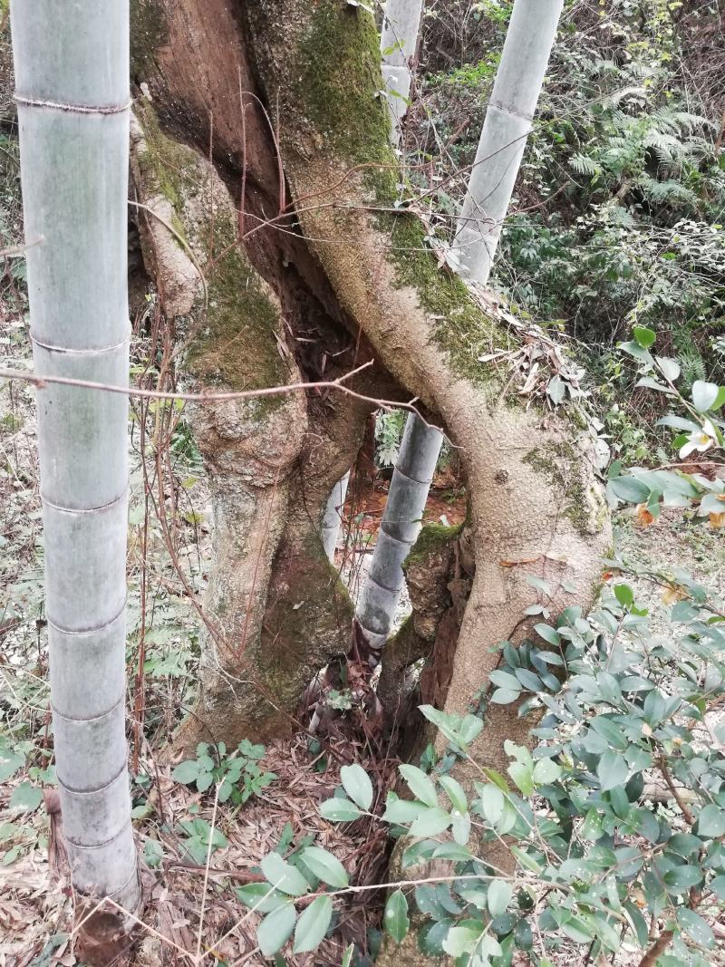 柞树