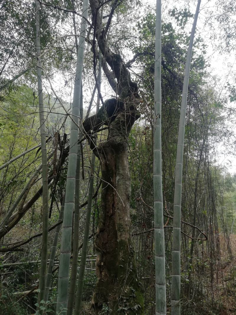 柞树