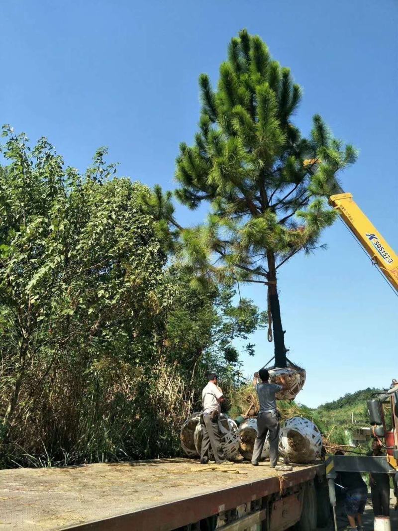 15公分湿地松，批量装车供应