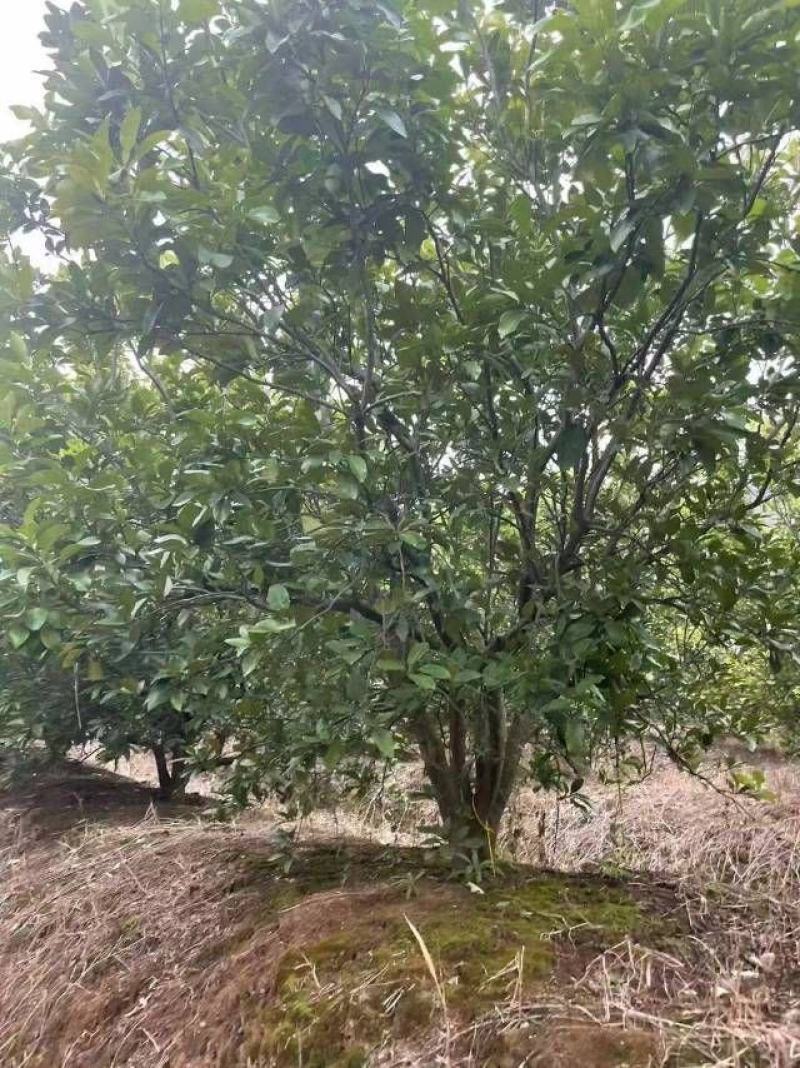 供应15公分香泡，整车批发