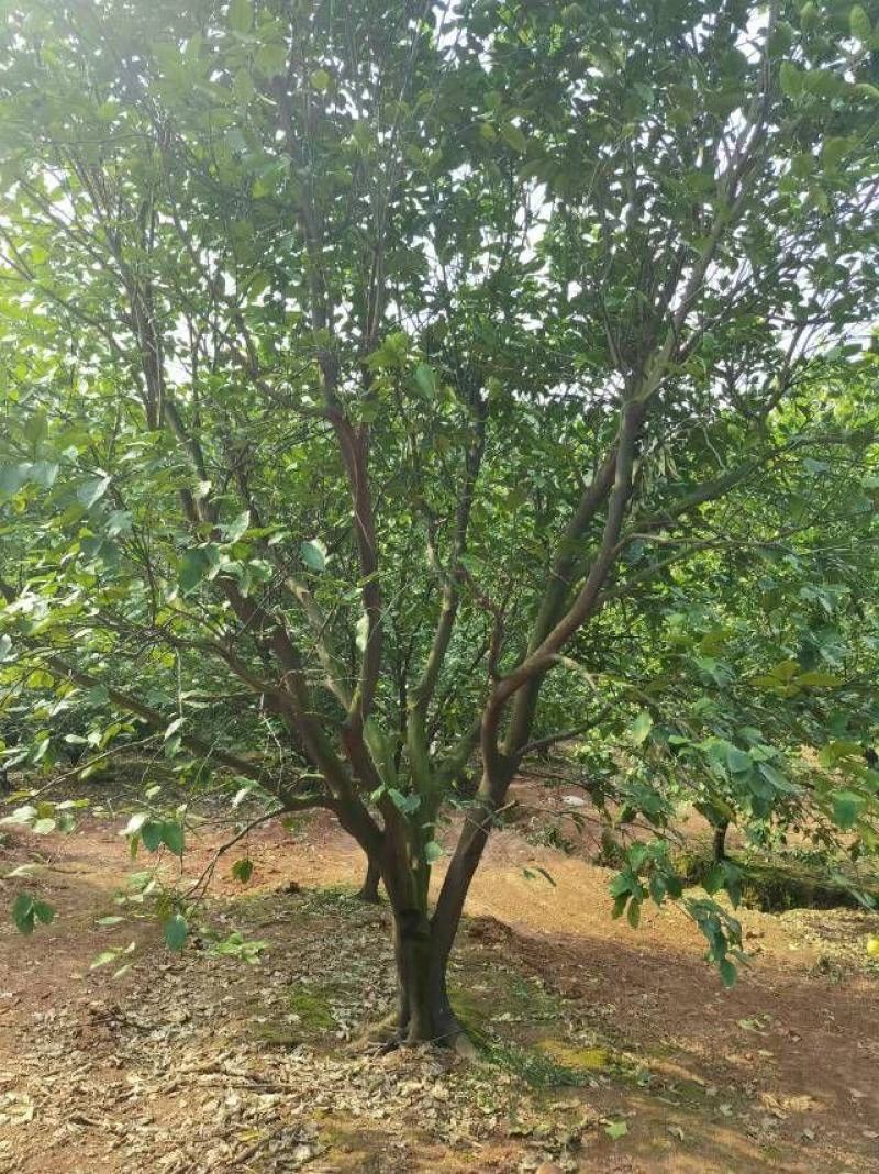 供应15公分香泡，整车批发