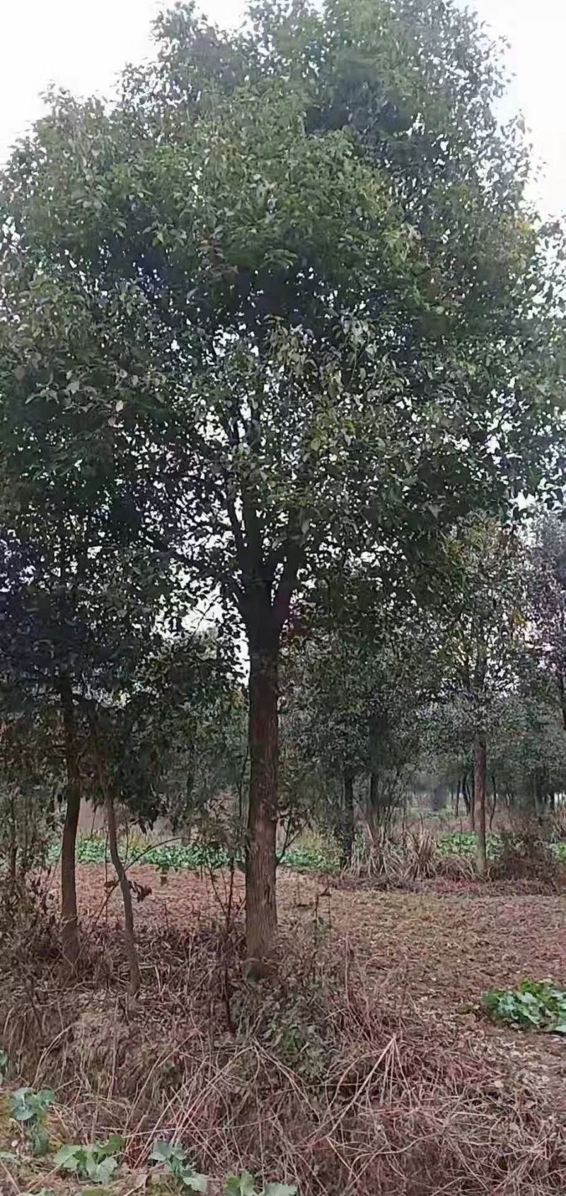 15公分香樟，批量装车供应